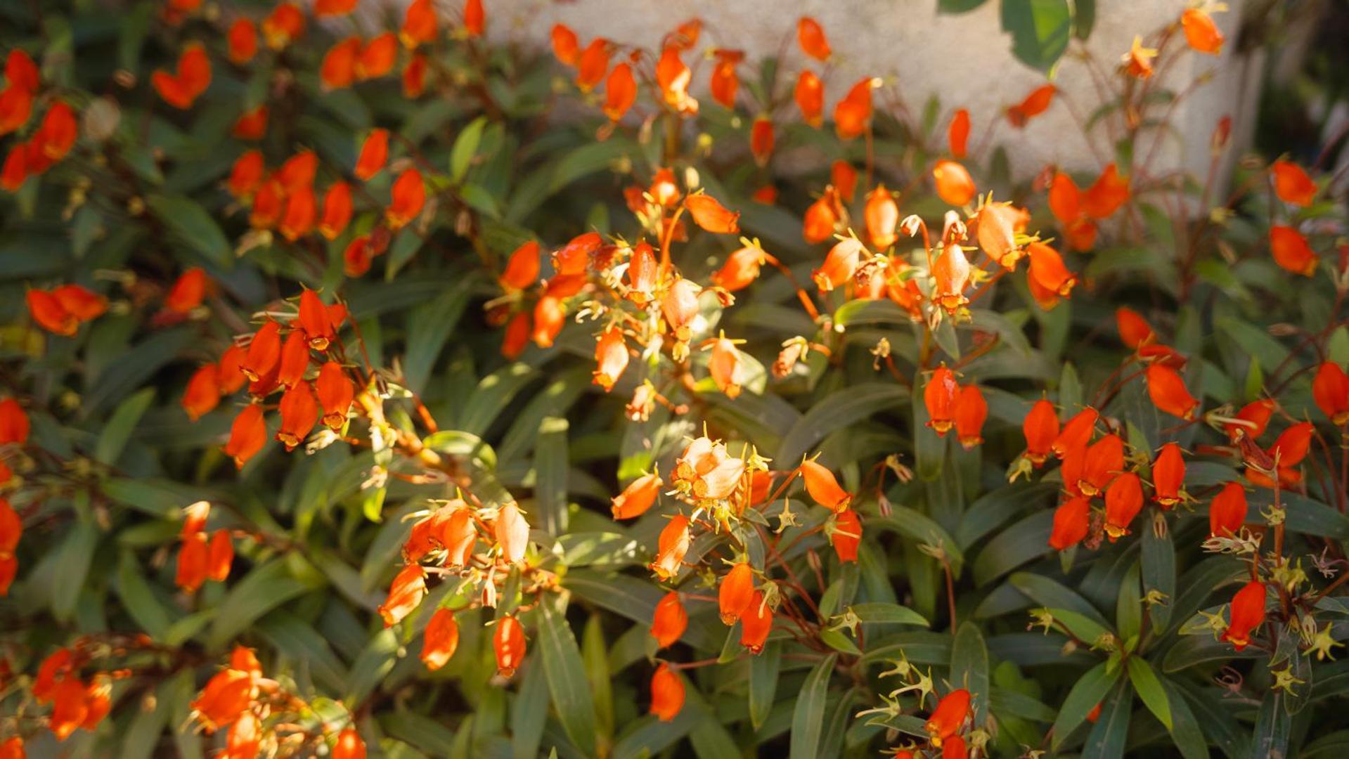 Amami-Green-Garden المظهر الخارجي الصورة
