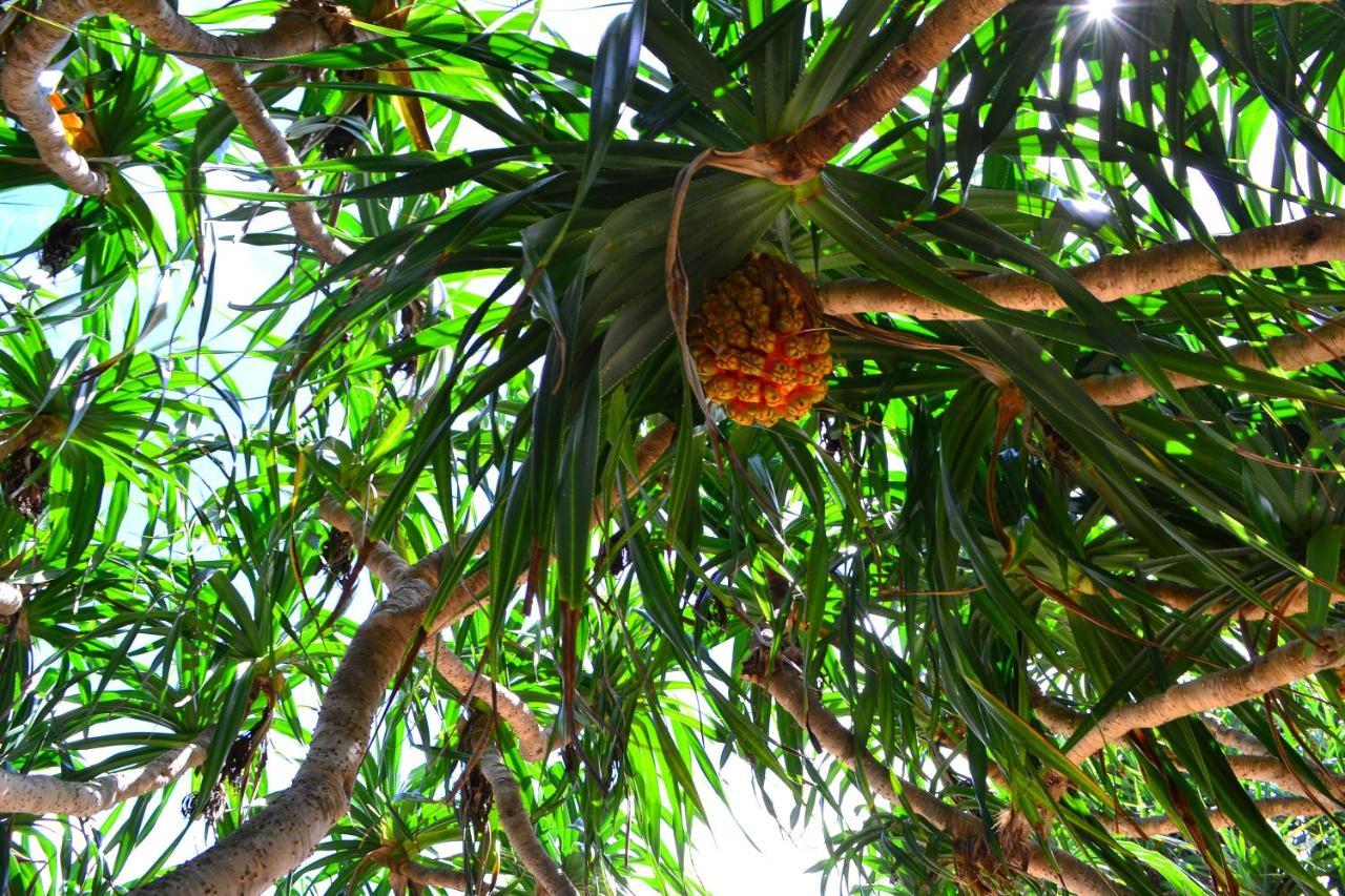 Amami-Green-Garden المظهر الخارجي الصورة